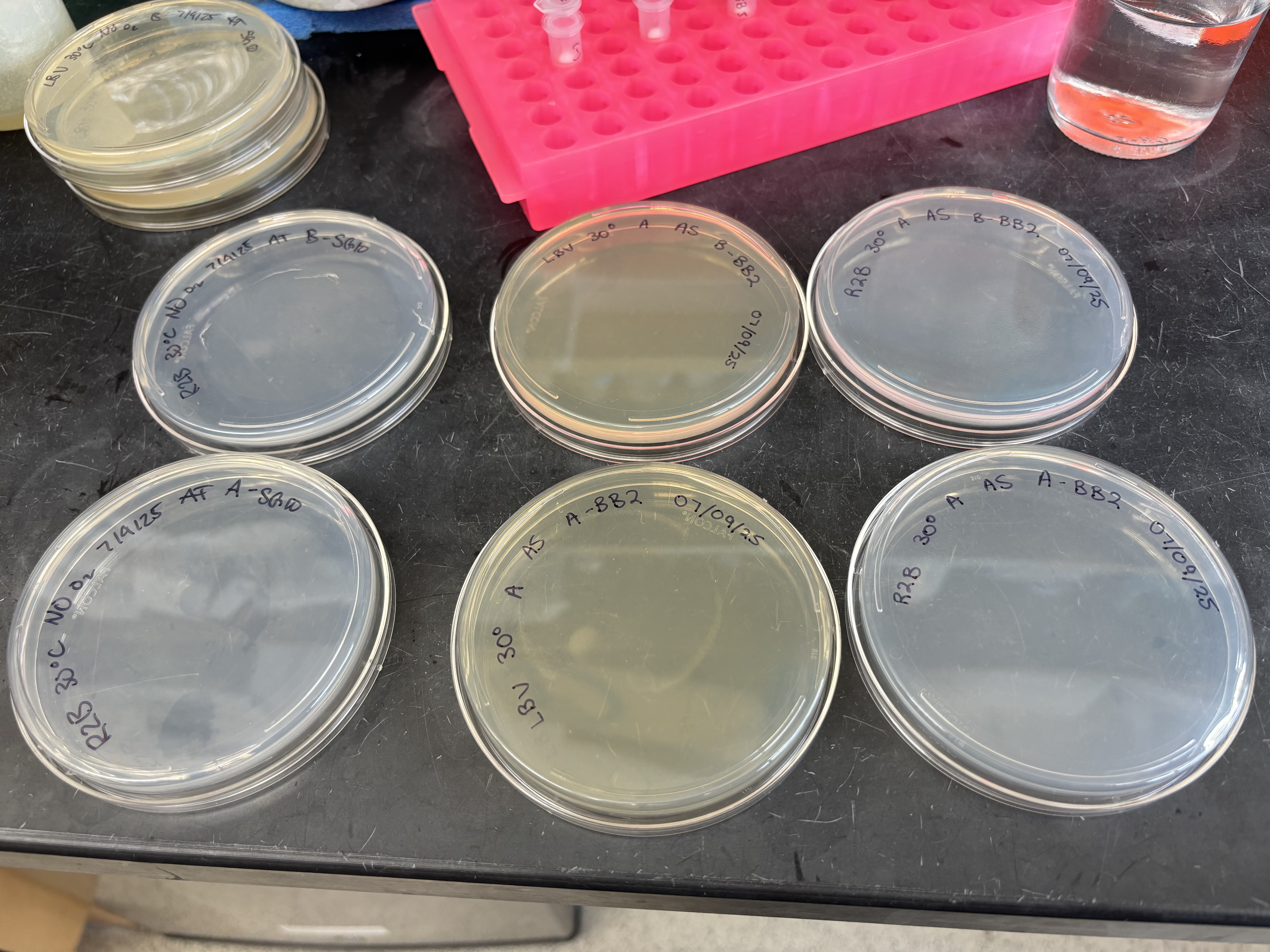 BB2:SG10 Anaerobic No Growth