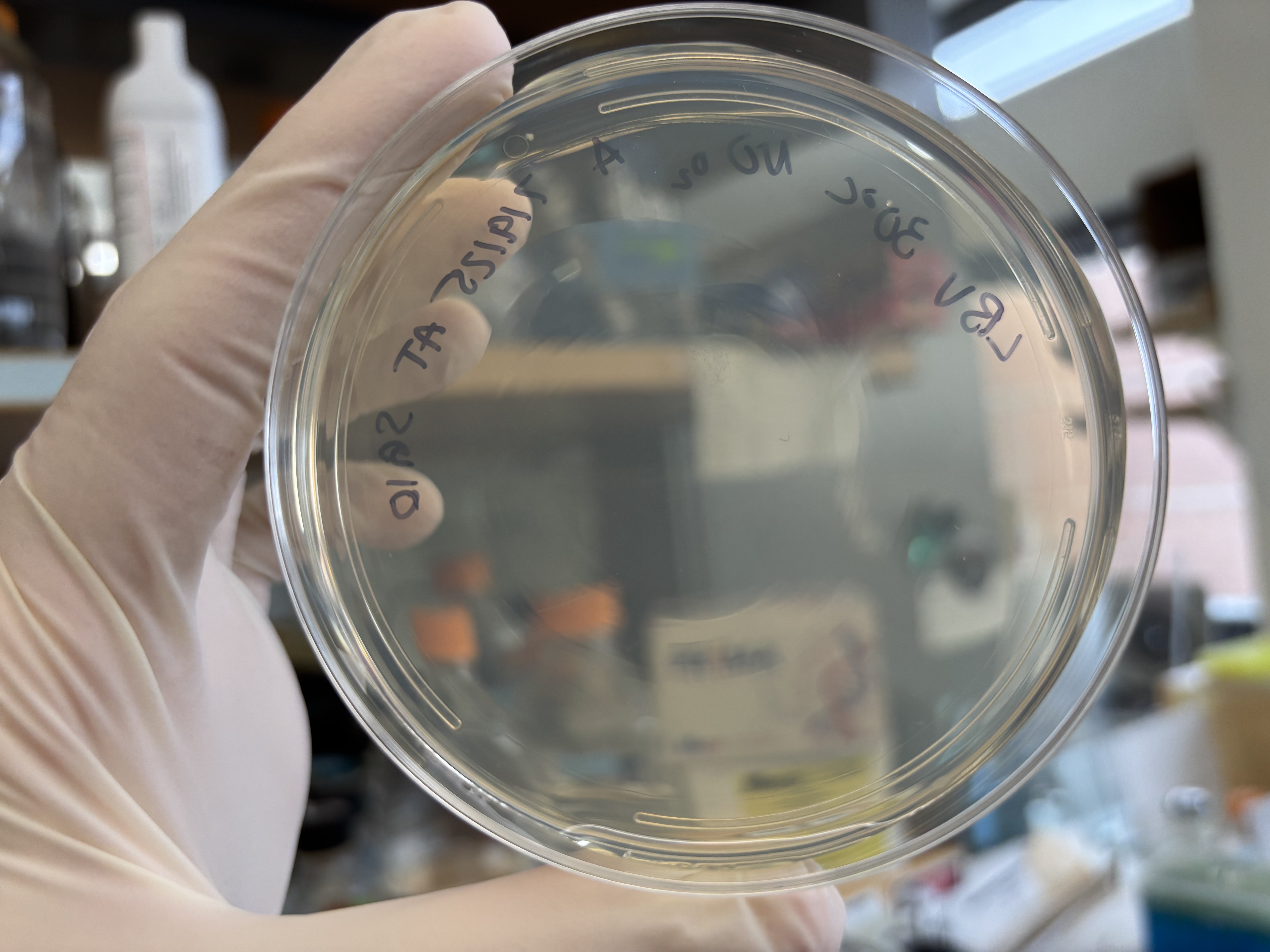 SG10 Anaerobic LBV-A
