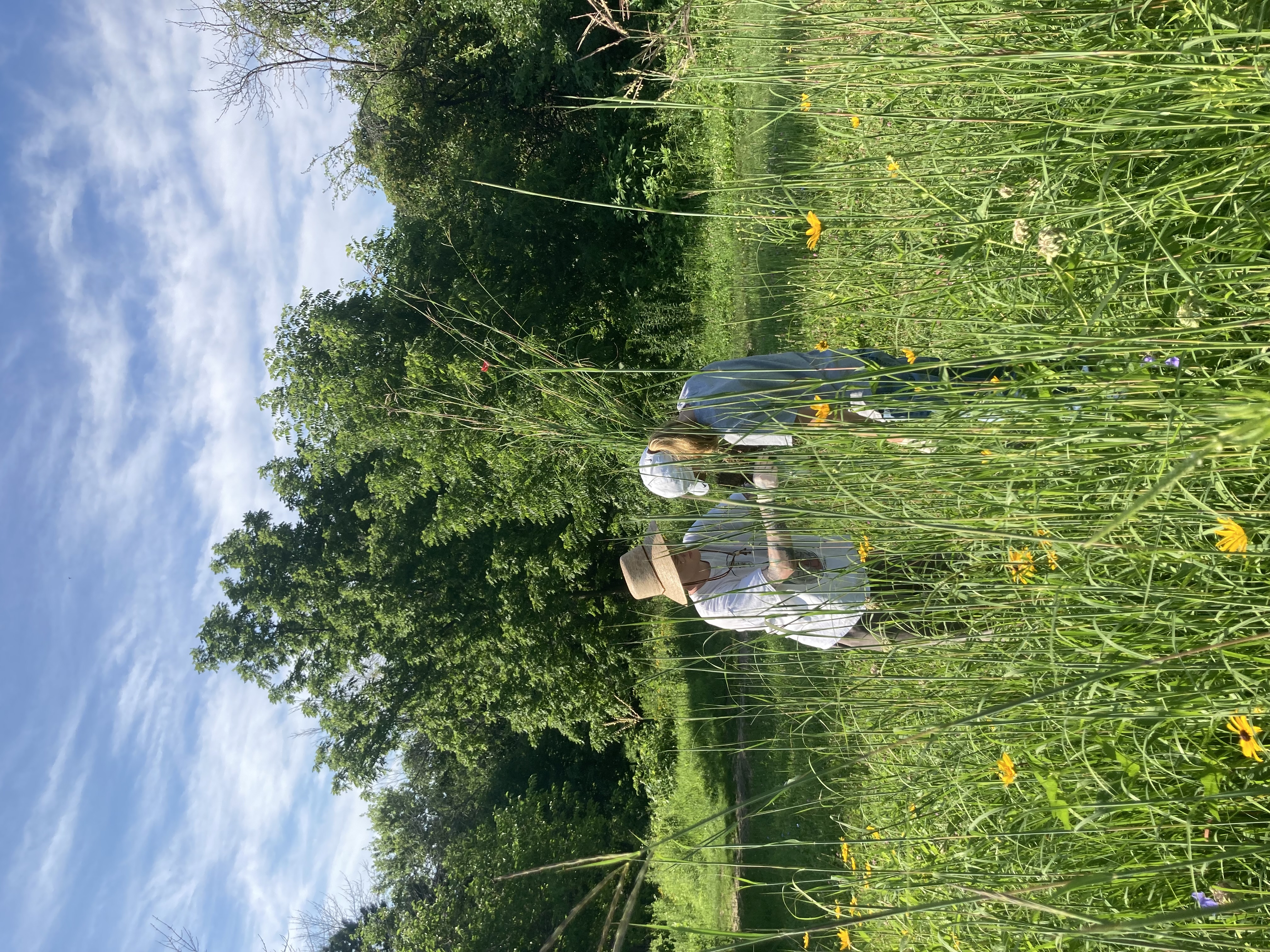 Collecting Big Bluestem Sample