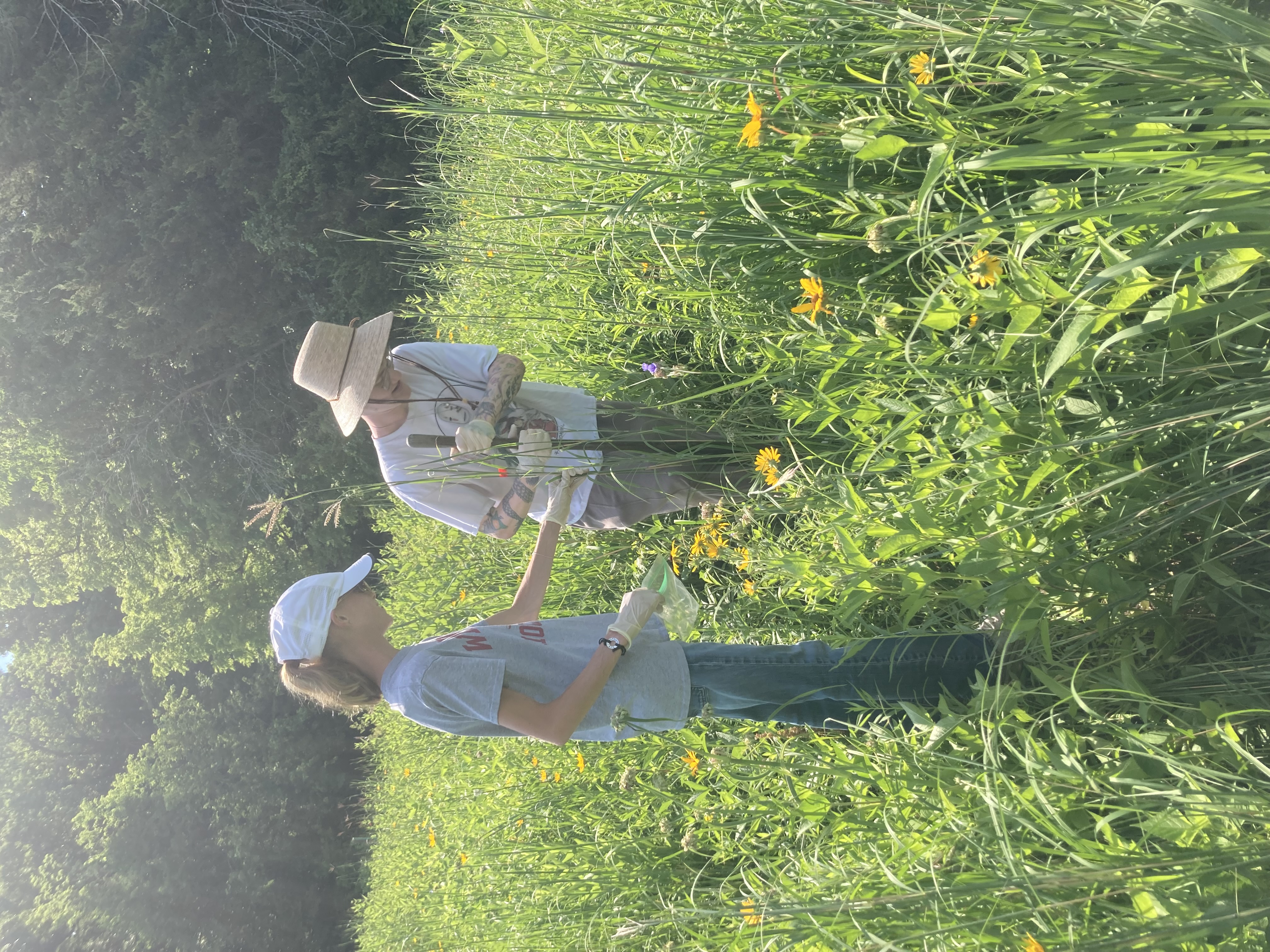 Extracting Big Bluestem Sample