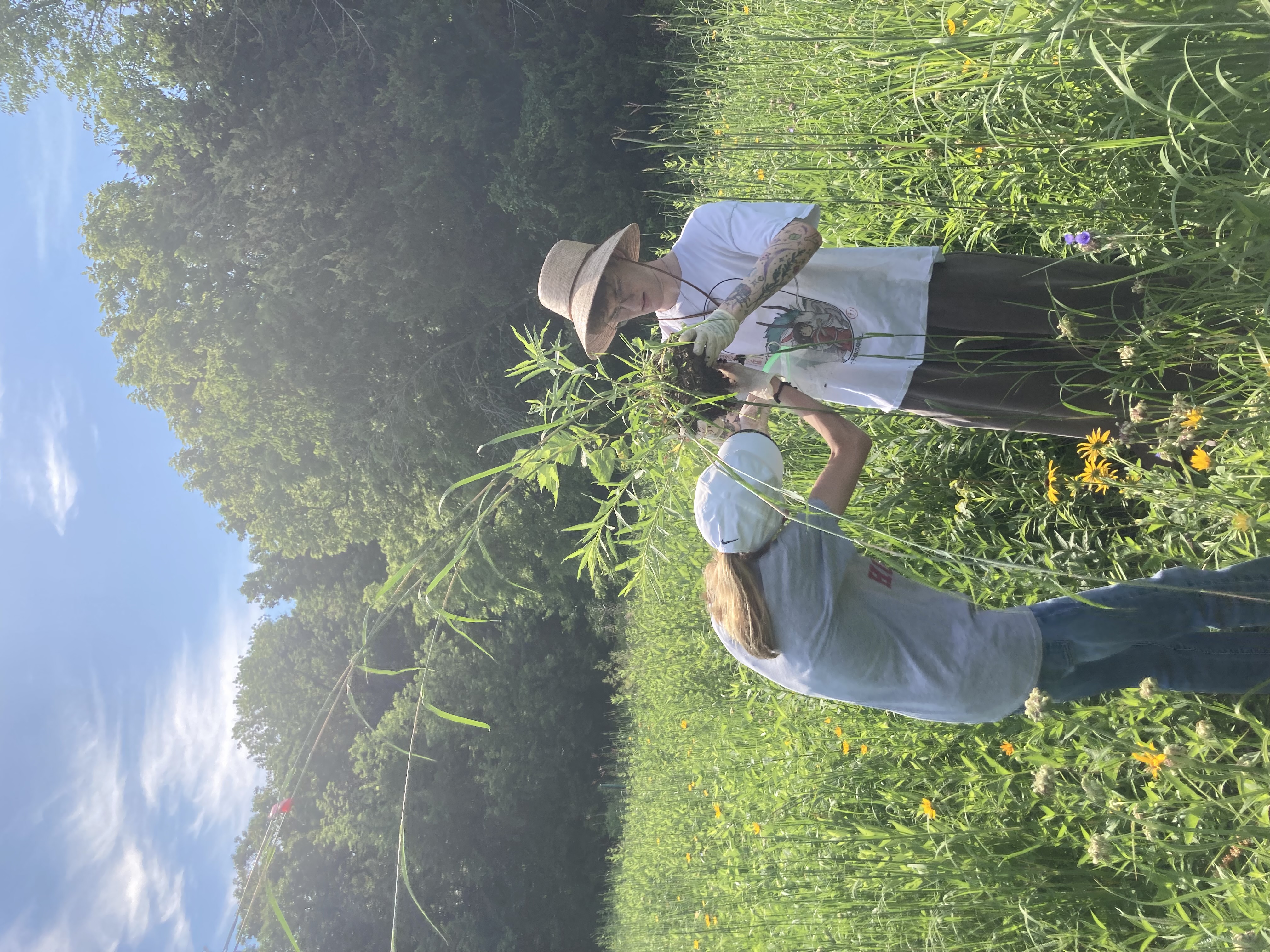 Collecting Big Bluestem Sample