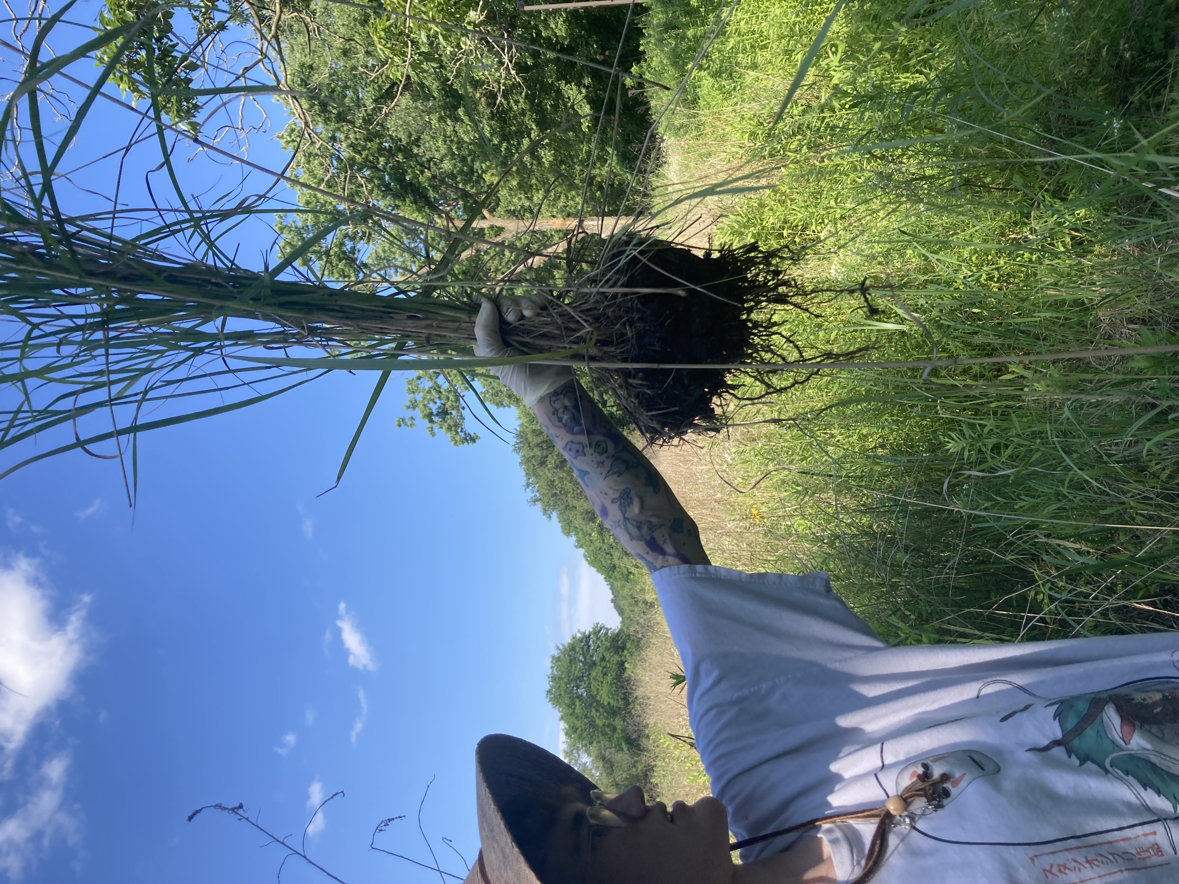 Switchgrass Microbiome
