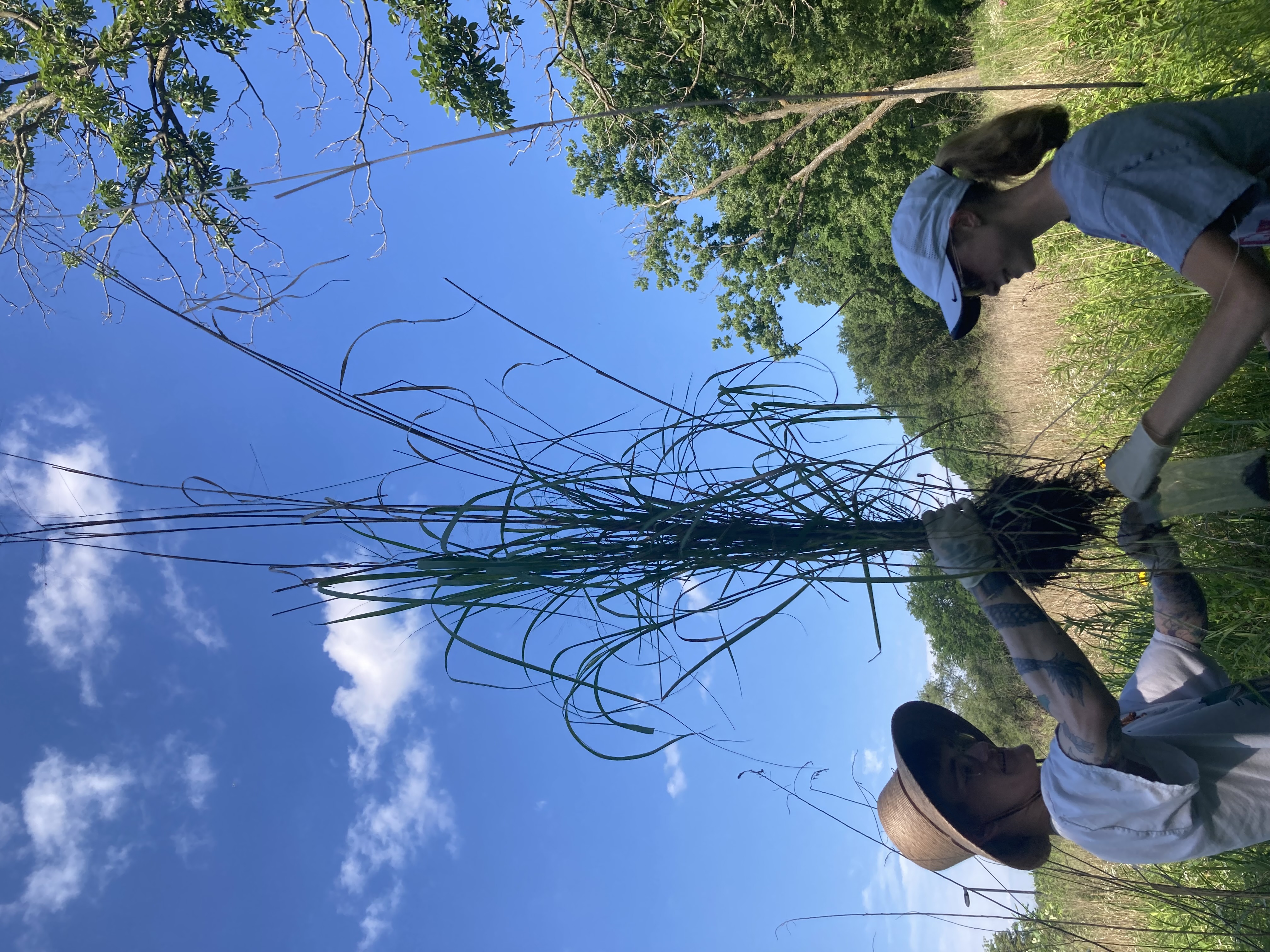 Collecting Switchgrass Sample