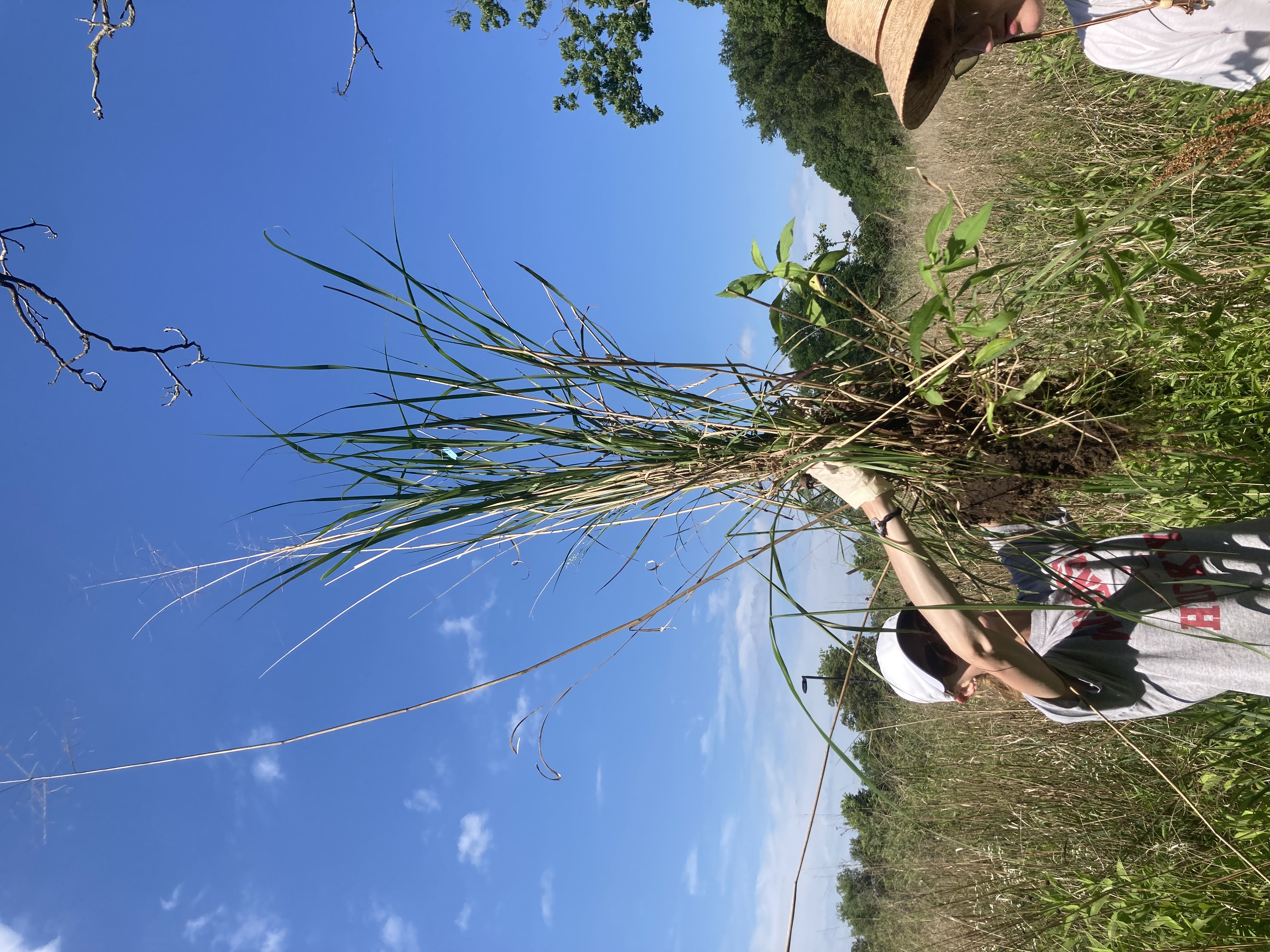 Switchgrass Microbiome