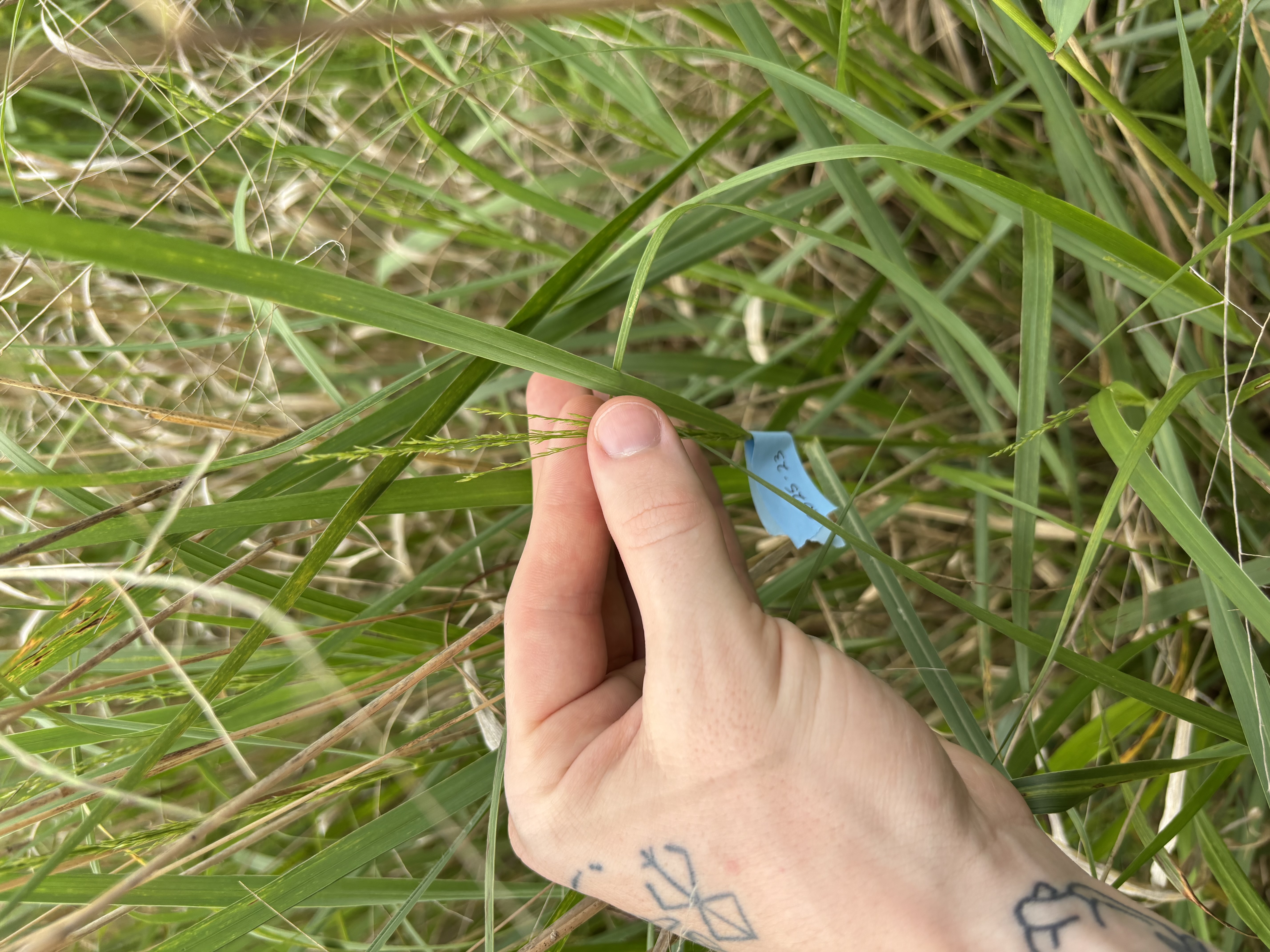 SG10
