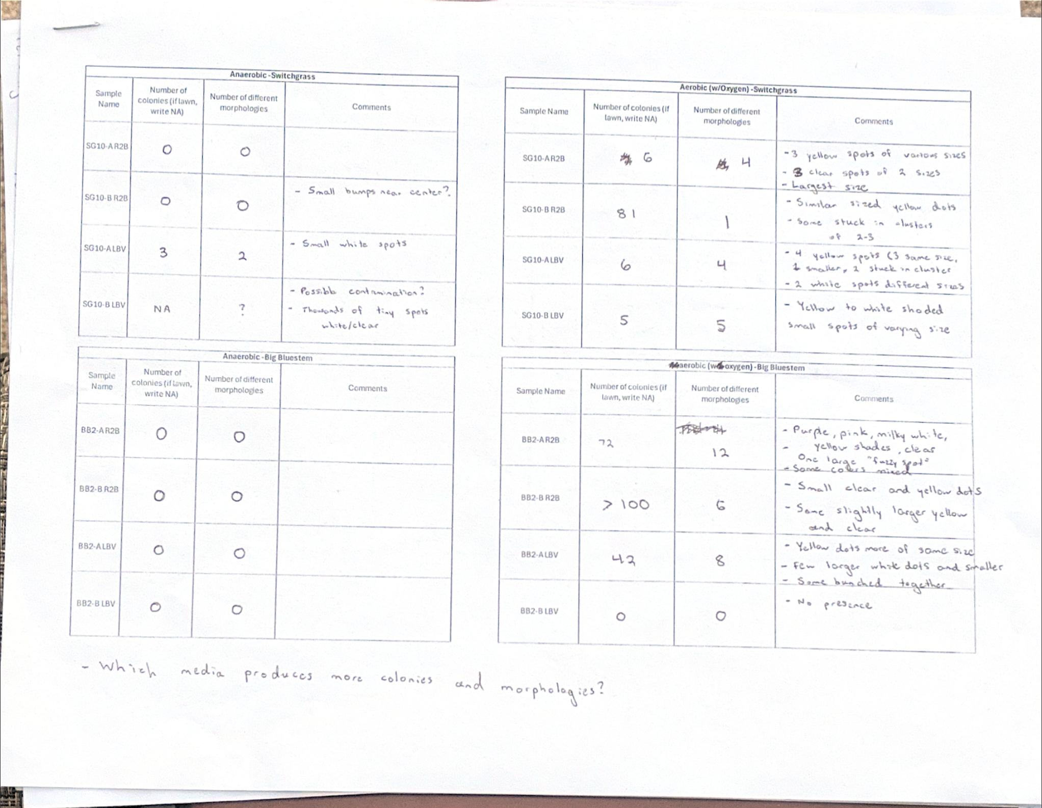 Alaynah's Bacteria Observations SG:BB