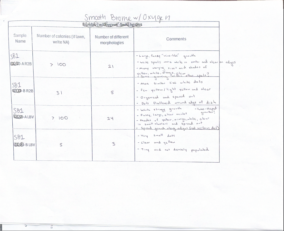 Alaynah's Bacteria Observations SB