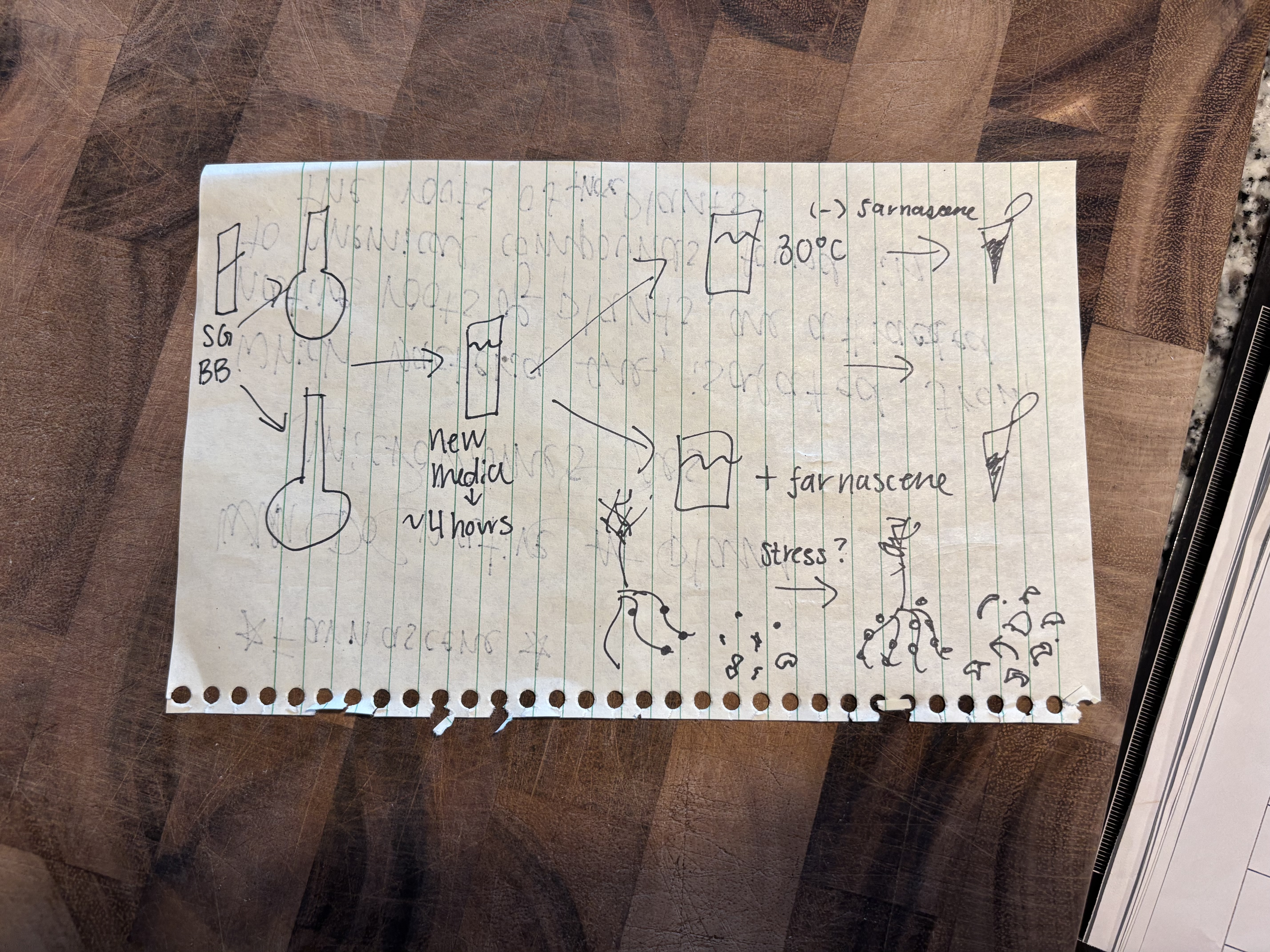 Procedure Drawing from Christine