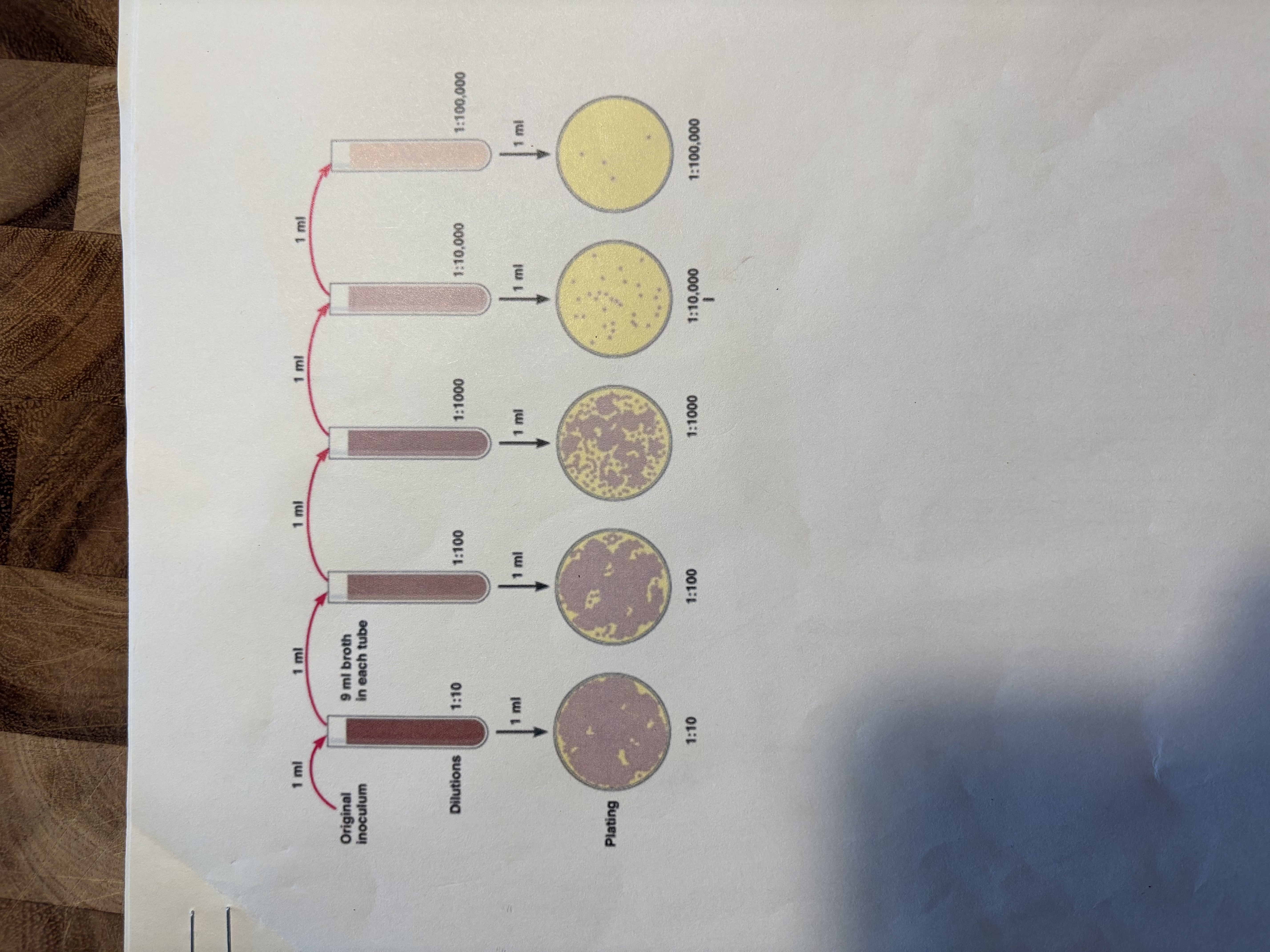 Serial Dilution Handout