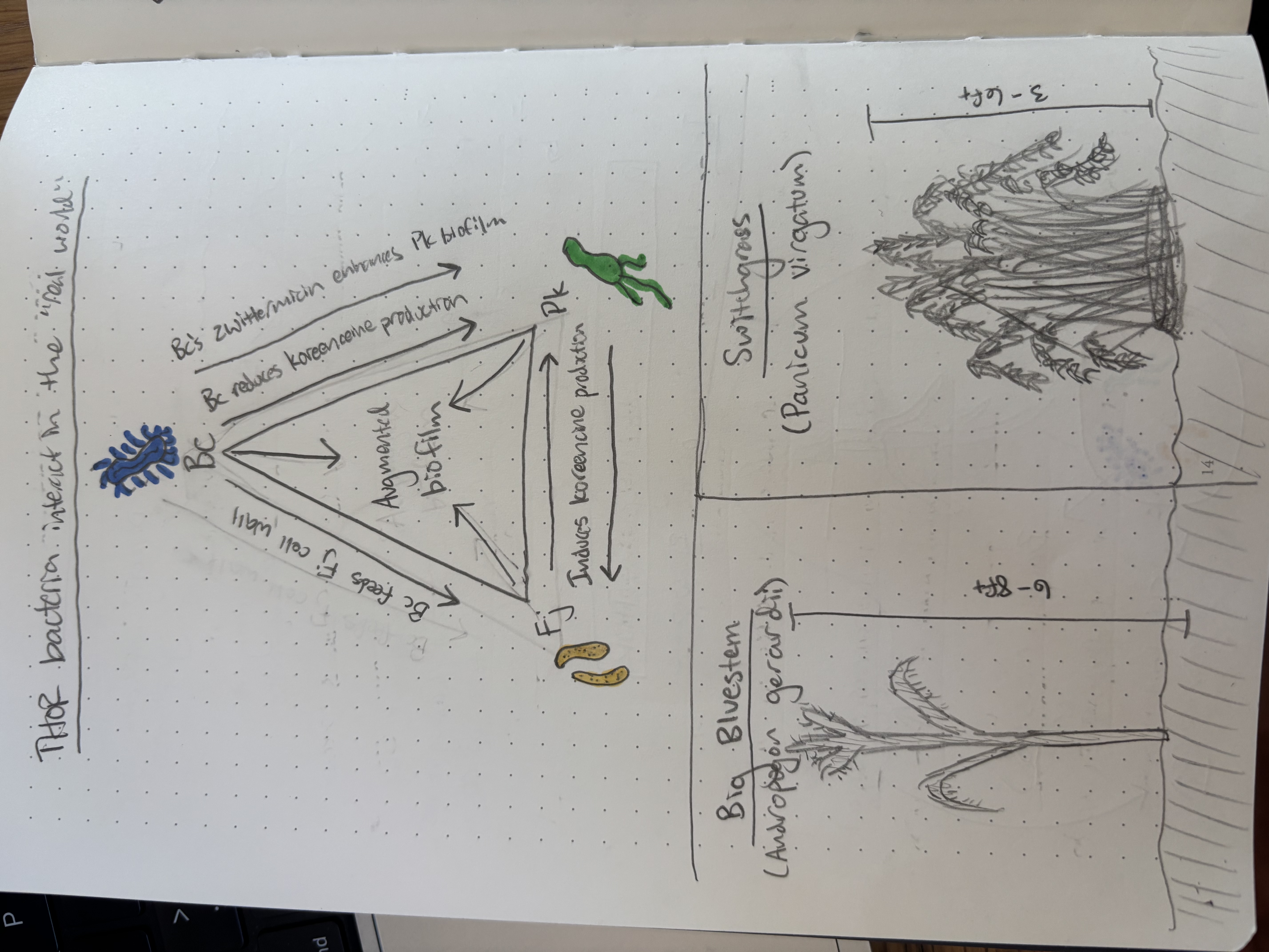 Alex's Notebook 2