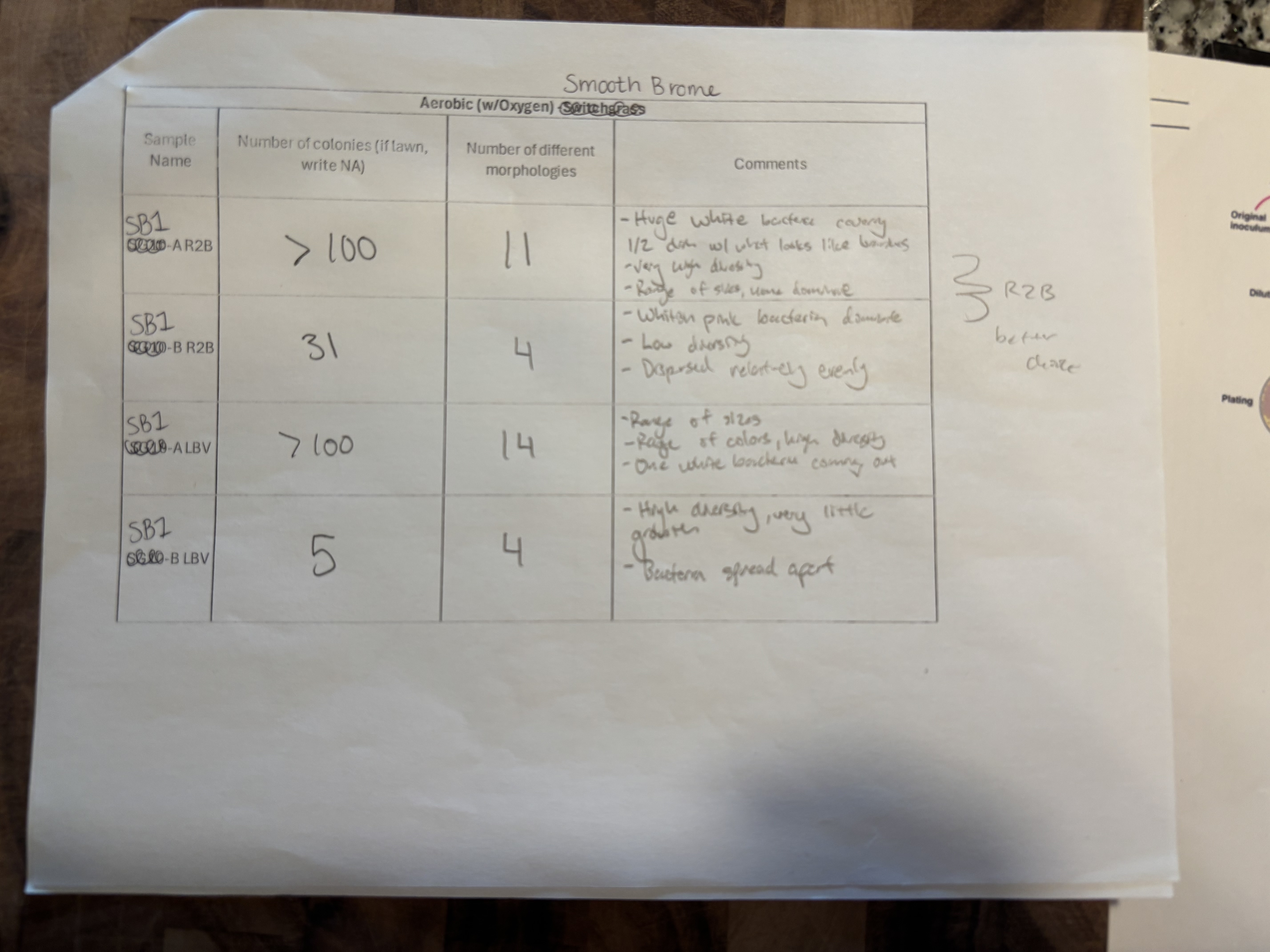 Alex's Bacteria Observations SB