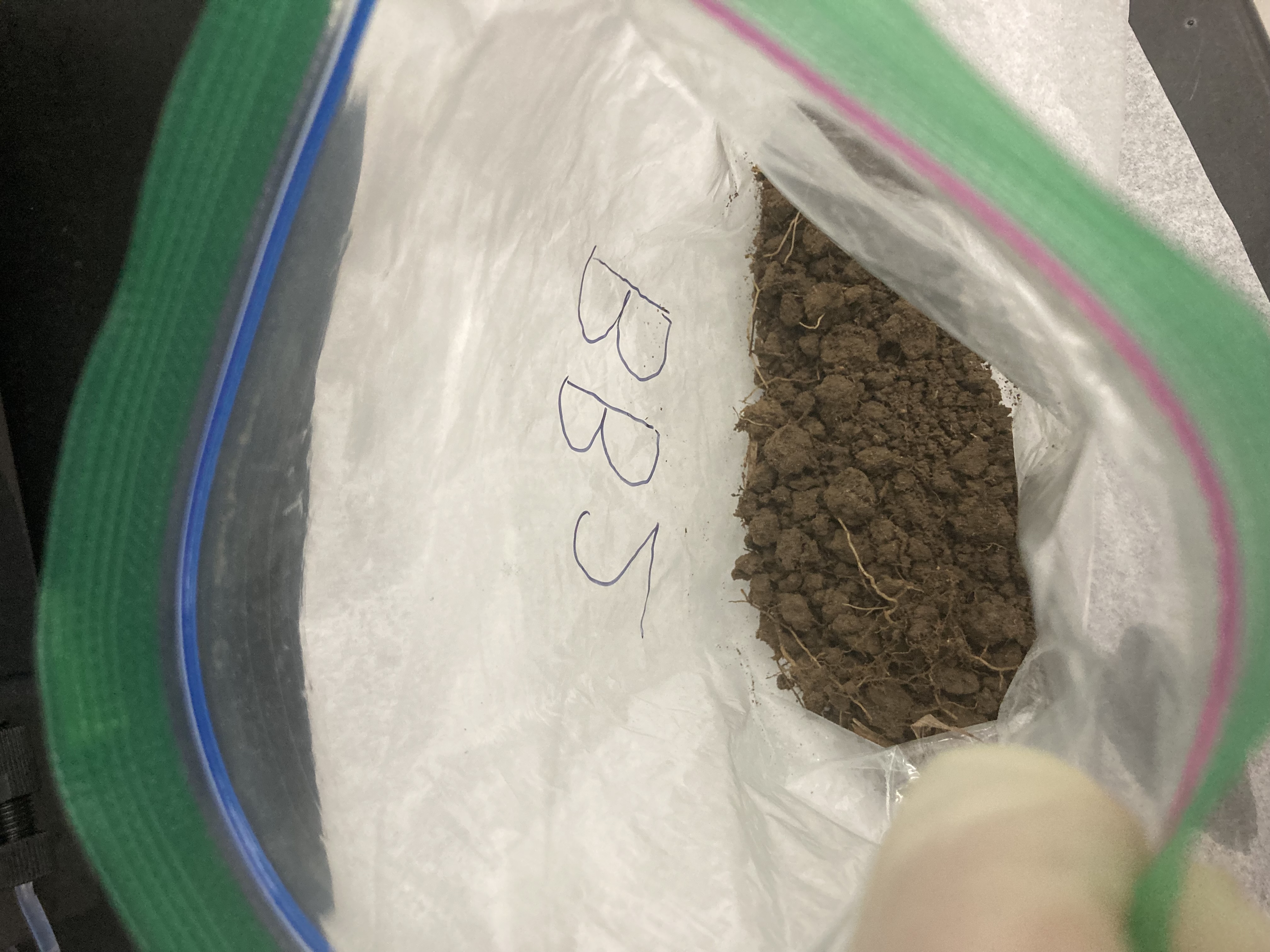 BB2 Soil Sample