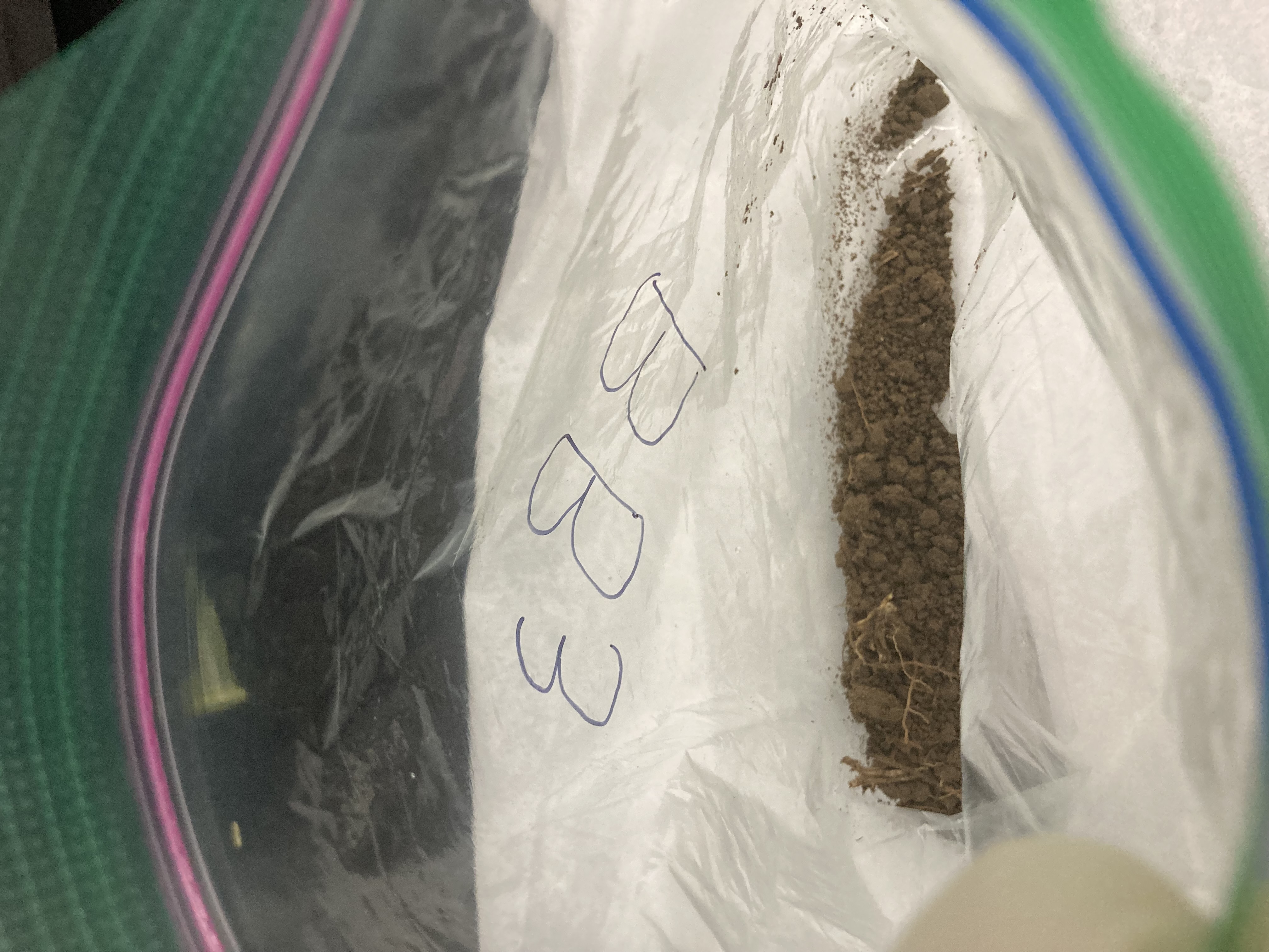 BB3 Soil Sample