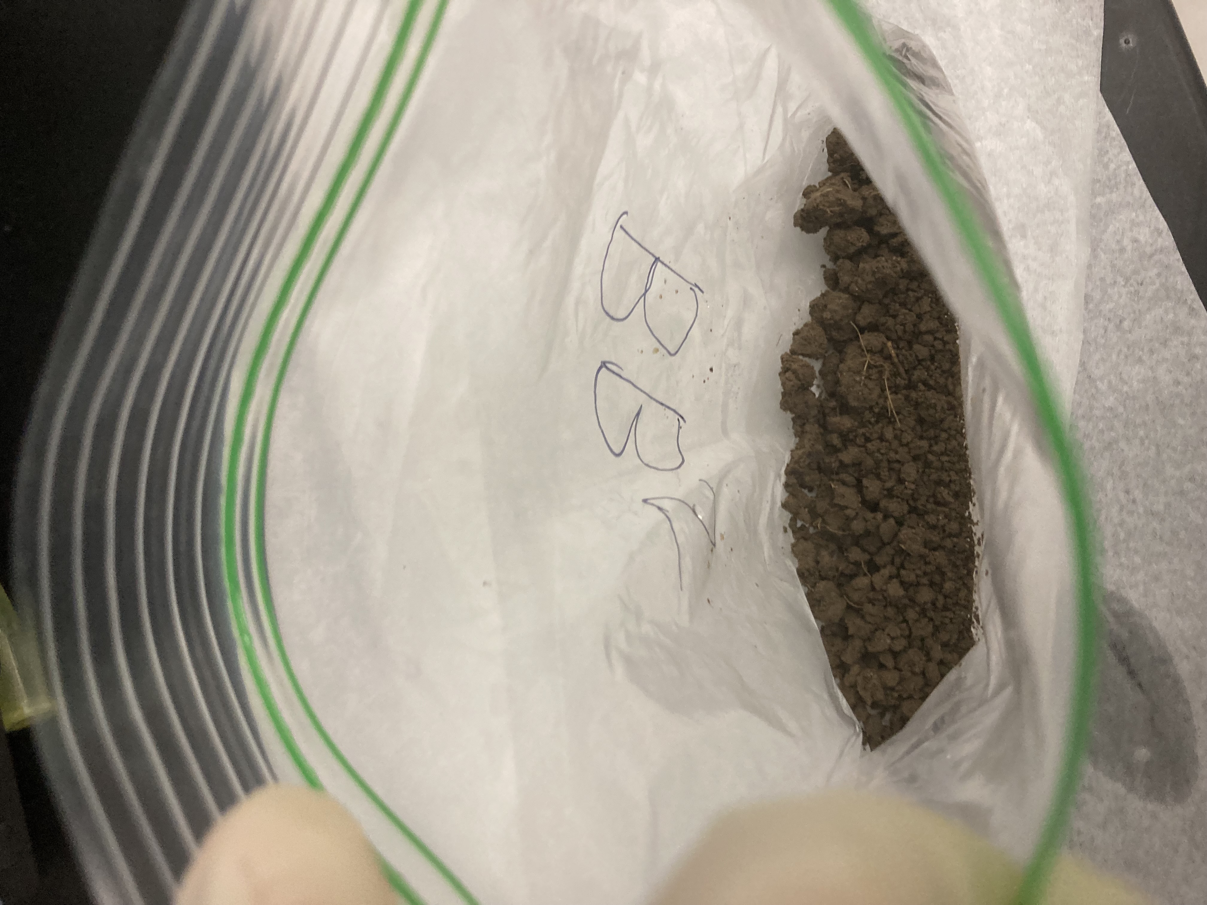 BB5 Soil Sample