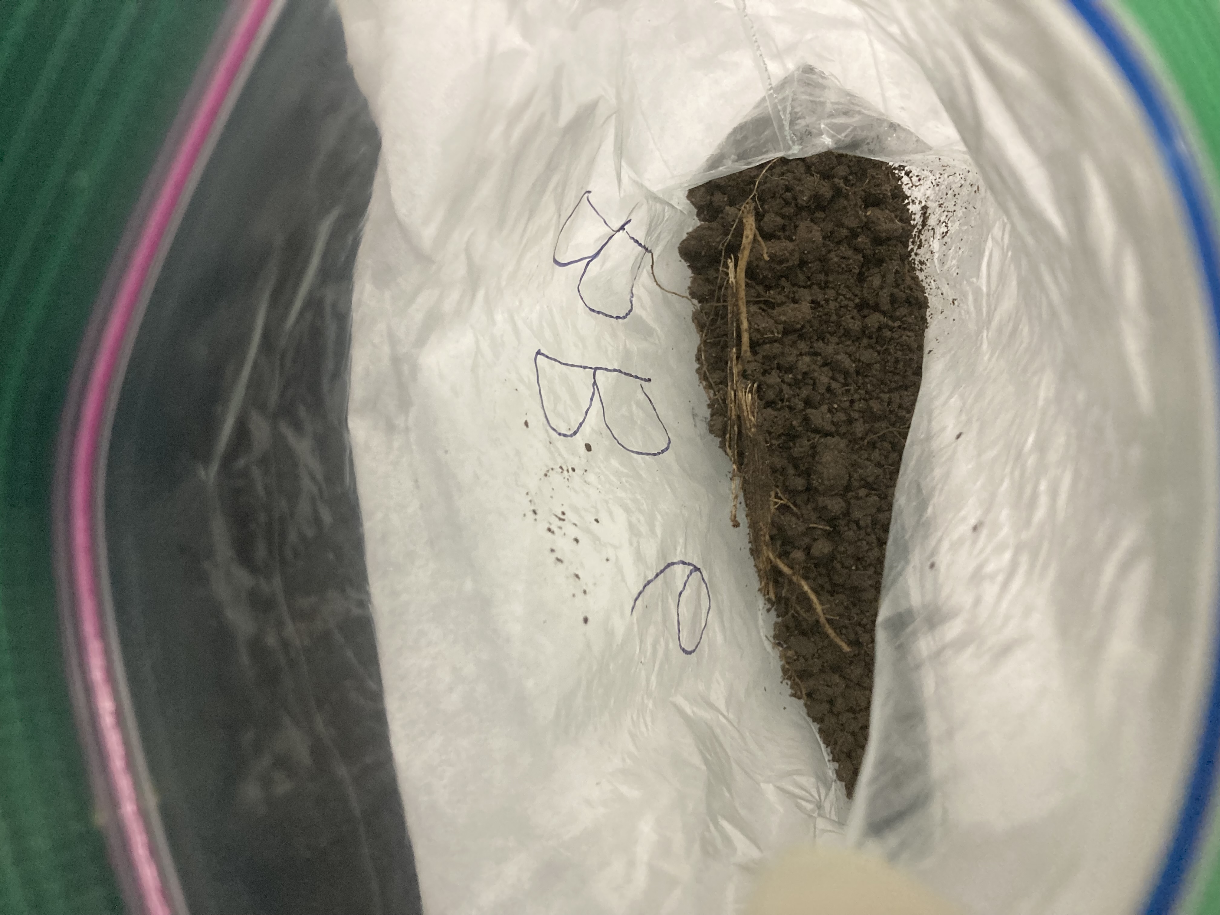 BB6 Soil Sample