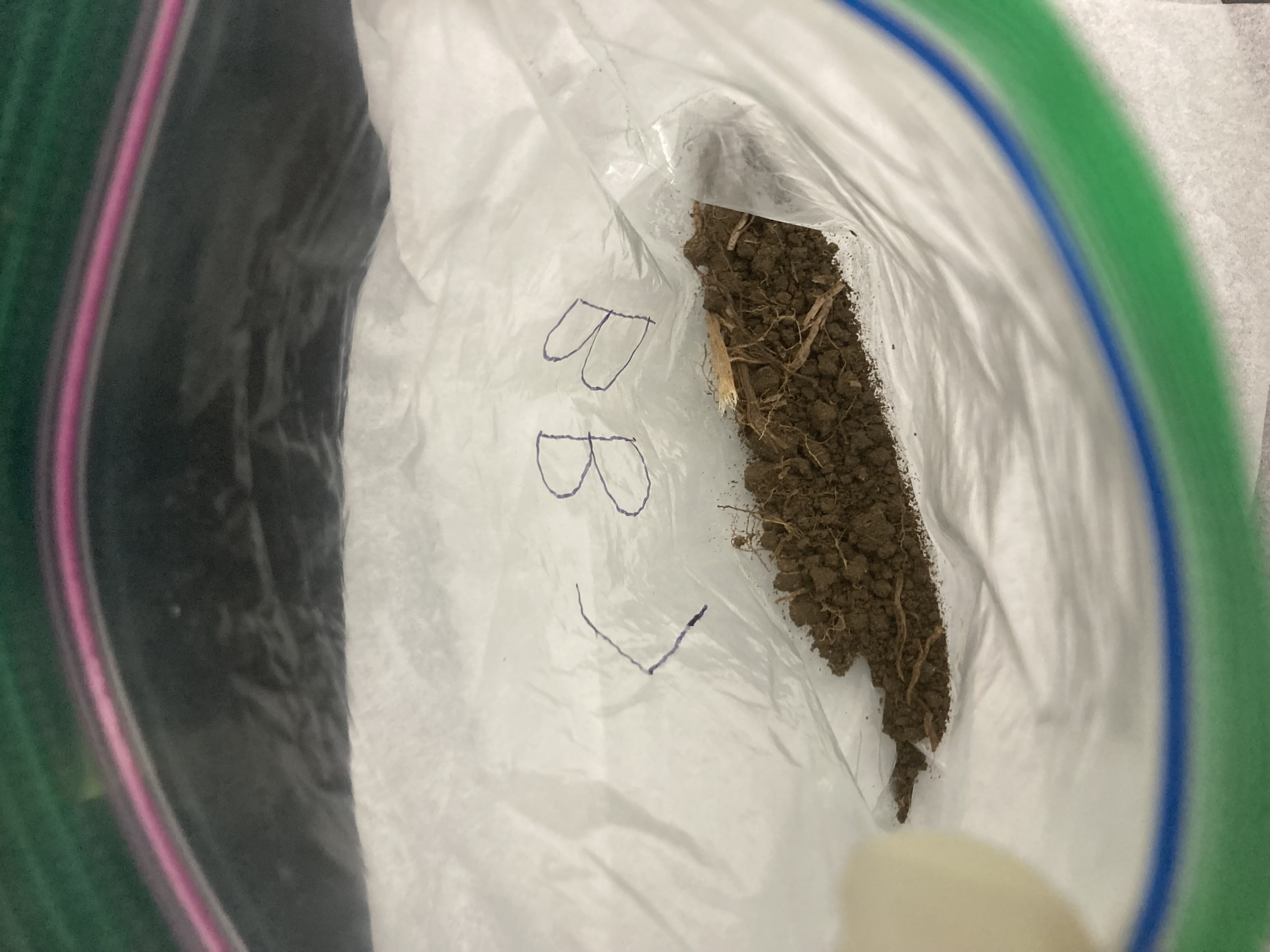 BB7 Soil Sample