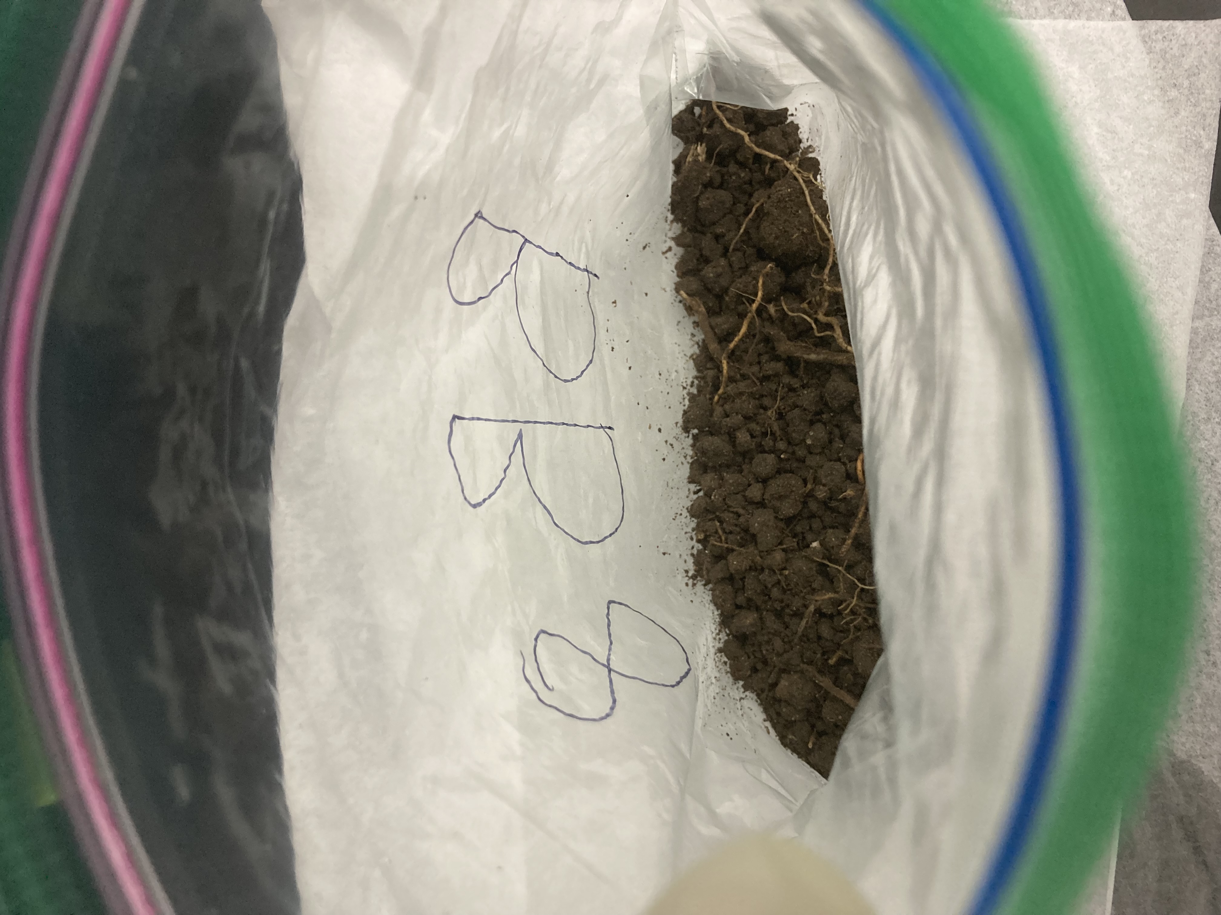 BB8 Soil Sample