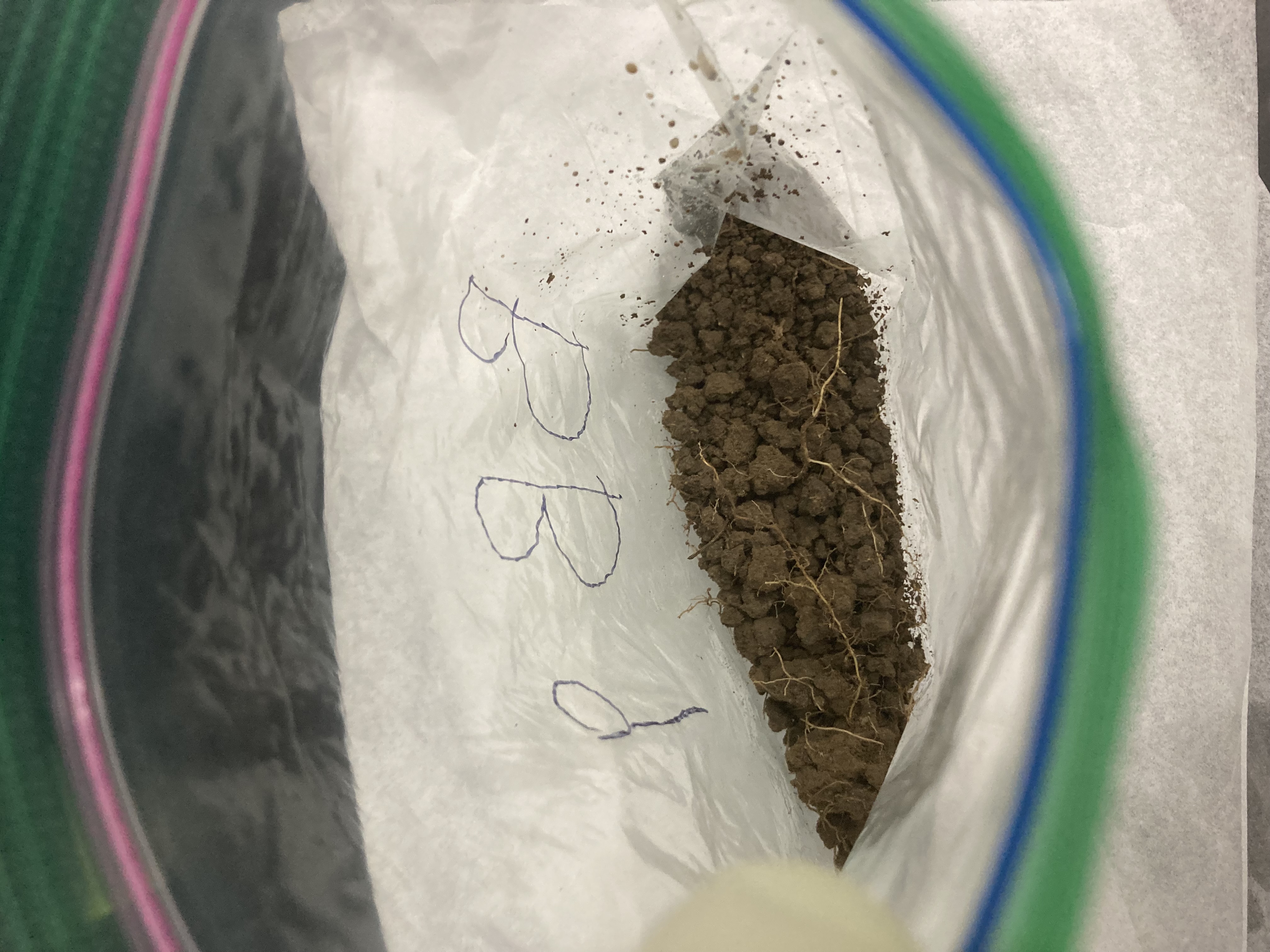 BB9 Soil Sample