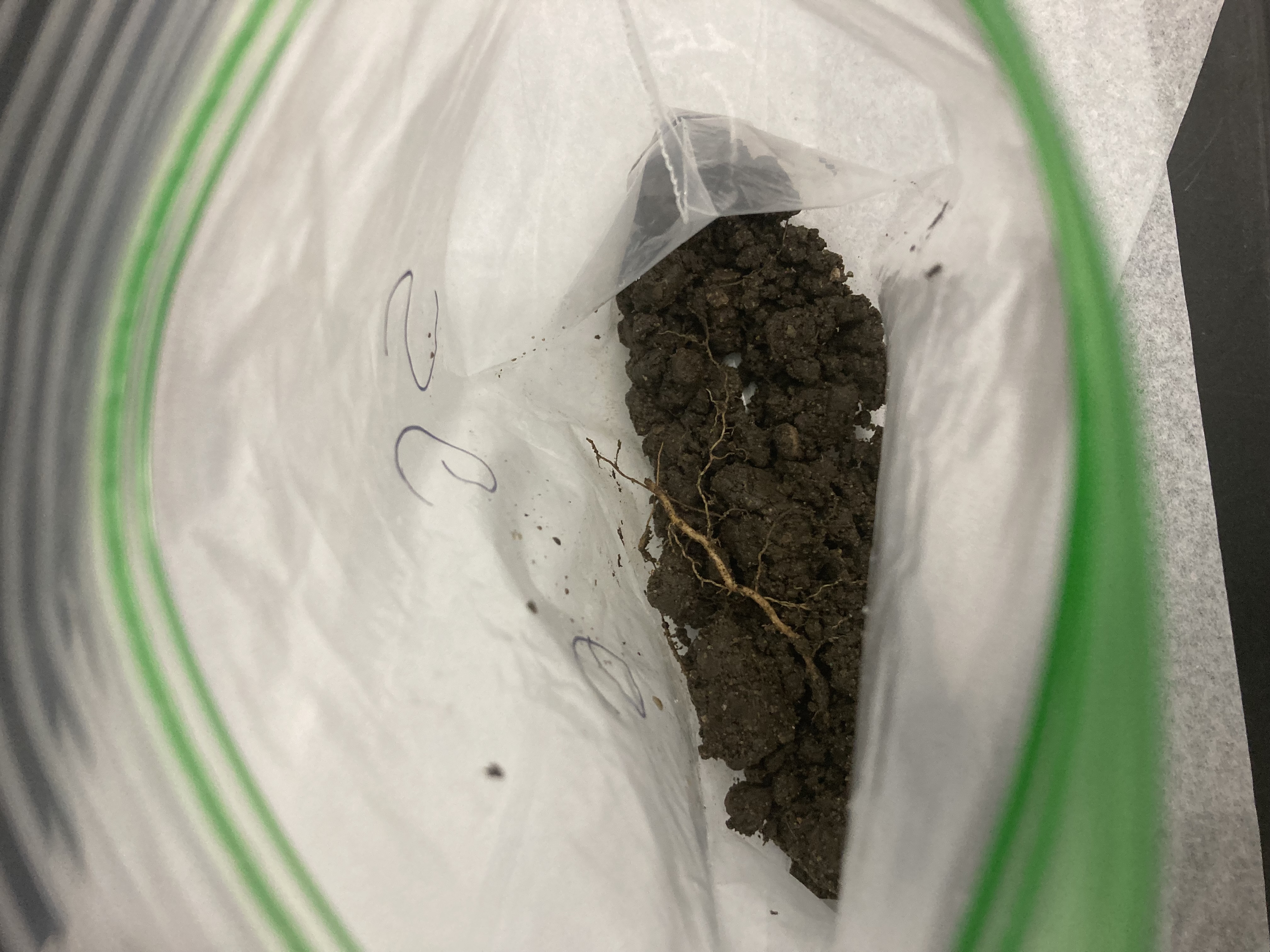 SG6 Soil Sample